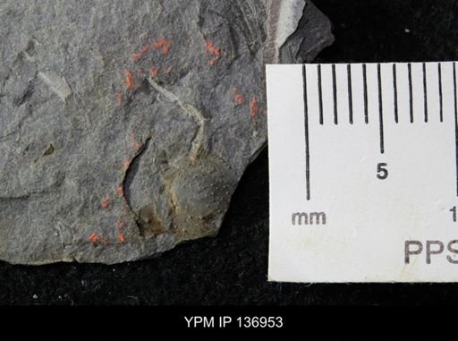 Ctenocephalus maltheus