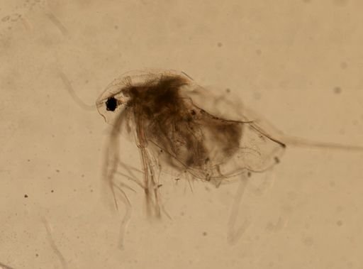 Daphnia