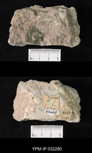 Tricrepicephalus tripunctatus