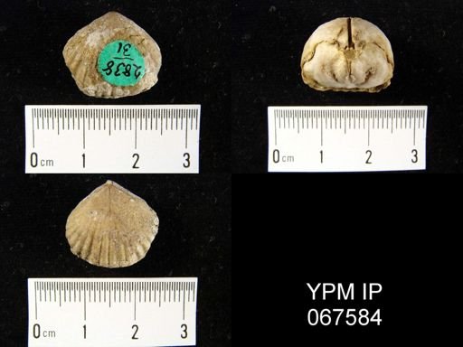 Uncinulus nucleolatus