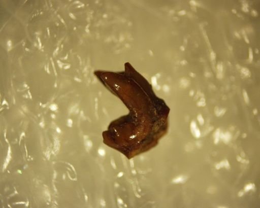 Gelastops sp.