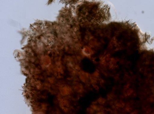 Hymedesmia sp.