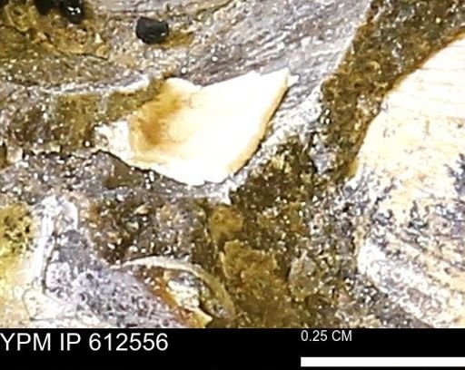 Protocardia sp.