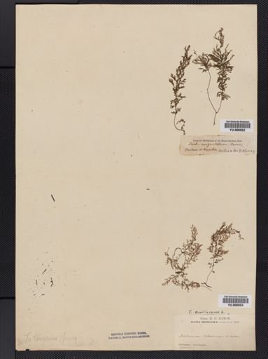 Trichomanes schiedeanum