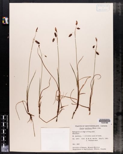 Carex rariflora