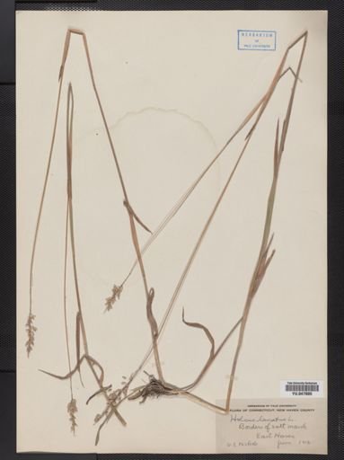 Holcus lanatus