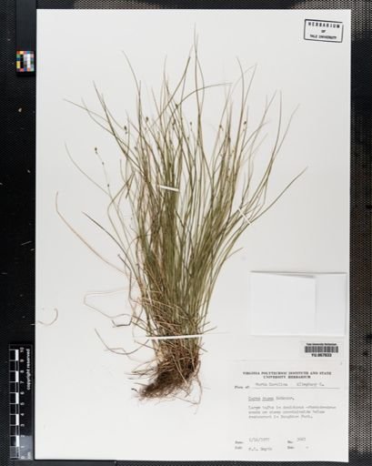 Plantae