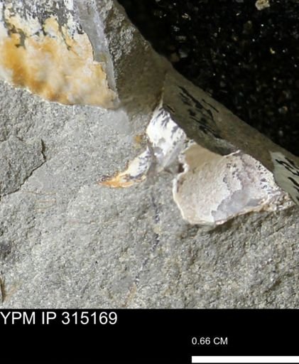 undet. Bivalvia