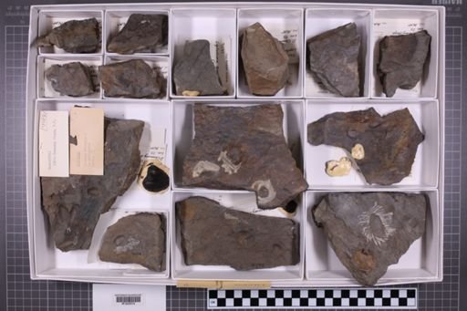 mixed taxa, stratigraphic collection