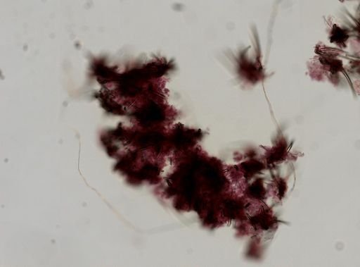 Clathria originalis