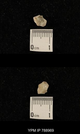 undet. Brachiopoda
