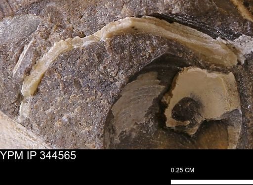 undet. Mollusca