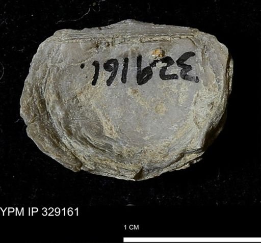 Pholidostrophia iowaensis