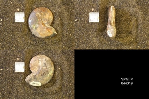 Hoploscaphites comprimus