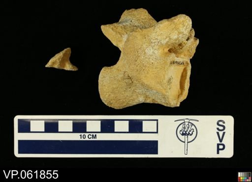 undet. Mosasauridae