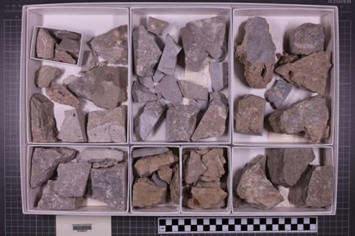 mixed taxa, stratigraphic collection