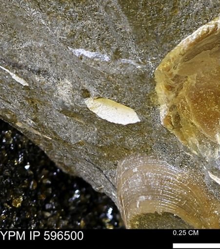 undet. Mollusca
