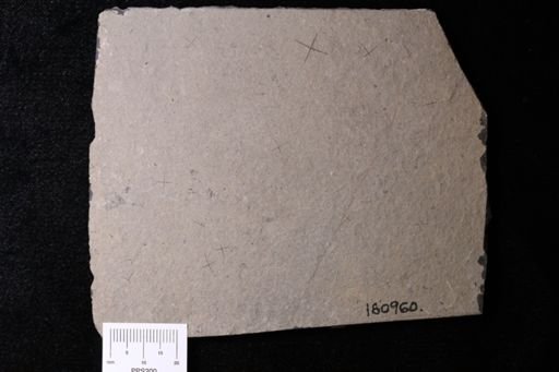 Protospongia sp.