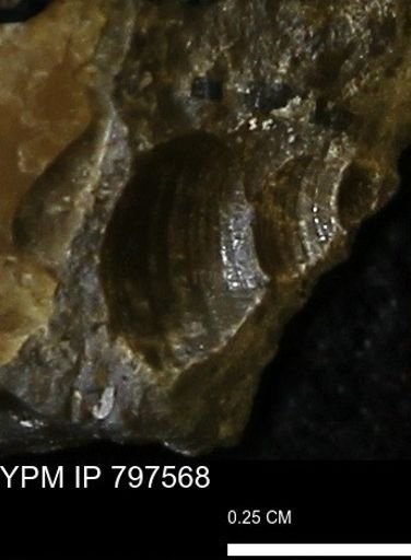 undet. Gastropoda