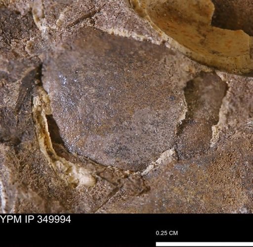 undet. Bivalvia