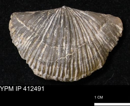 Stropheodonta navalis boonensis