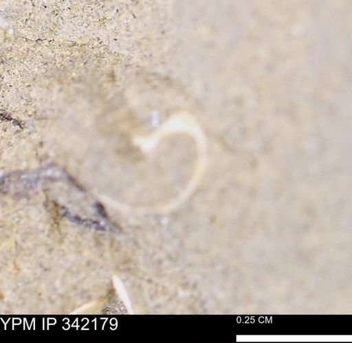 undet. Mollusca