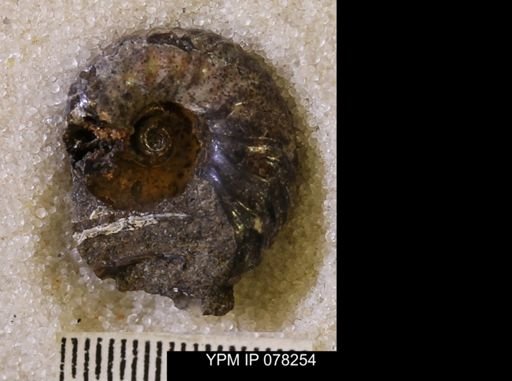 Hoploscaphites comprimus