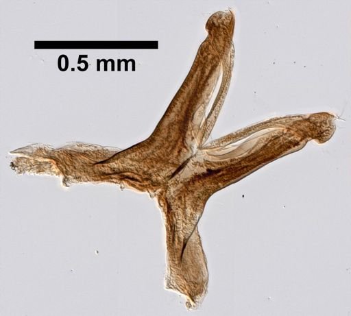 Leptophlebia intermedia