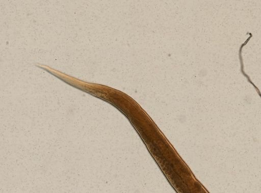 Ganguleterakis spumosa