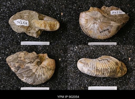 Discoscaphites sp.