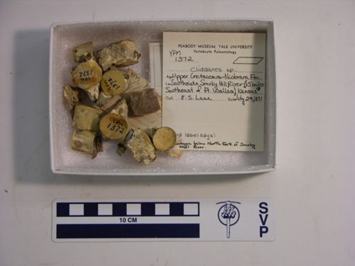 Clidastes sp.