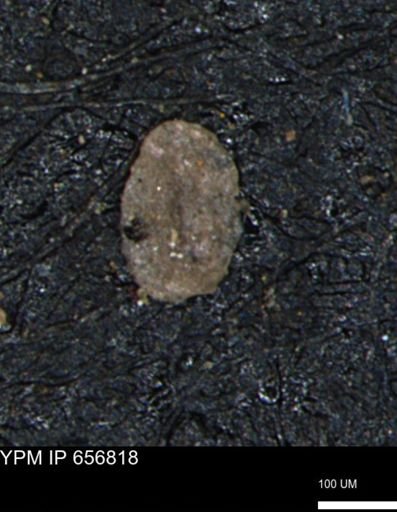 Miliammina inflata