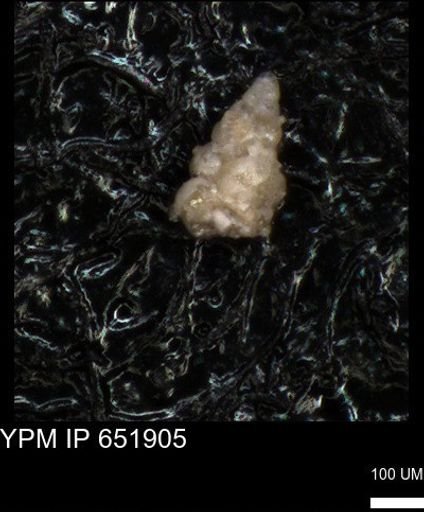 undet. Foraminiferida