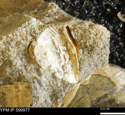 undet. Bivalvia
