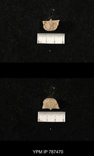 undet. Brachiopoda