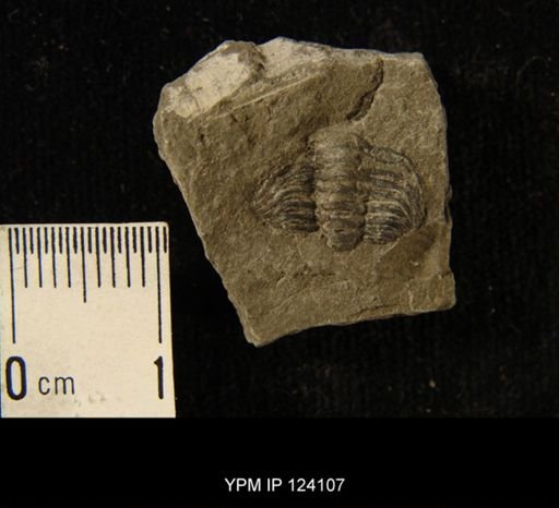 Phacops rana