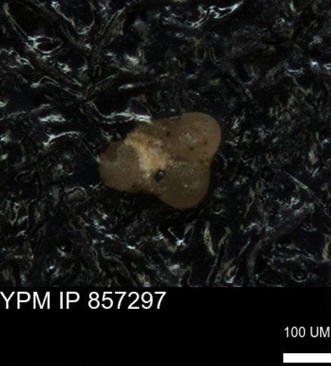 undet. Foraminiferida