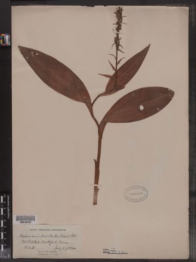 Habenaria bracteata