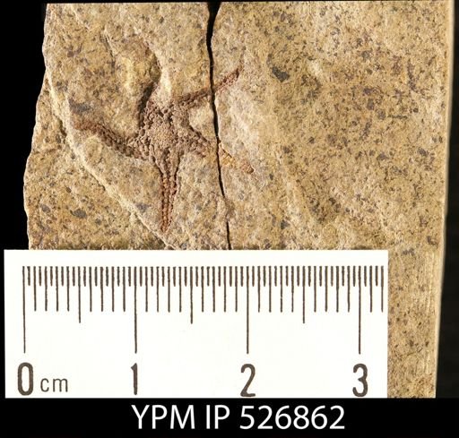 Astropecten matilijaensis