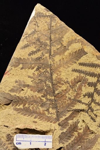 Cladophlebis methowensis