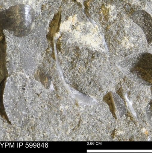 undet. Bivalvia