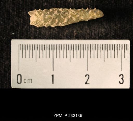 Archaeocidaris sp.
