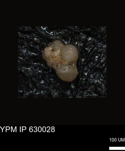 undet. Foraminiferida