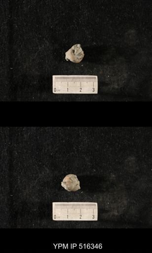 Cyclonema humerosum