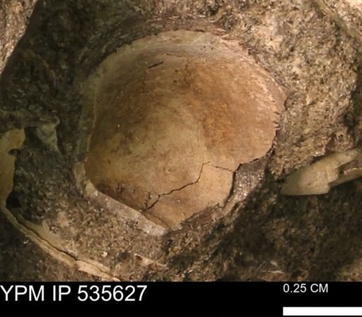 Protocardia subquadrata