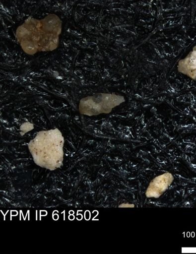 undet. Foraminiferida