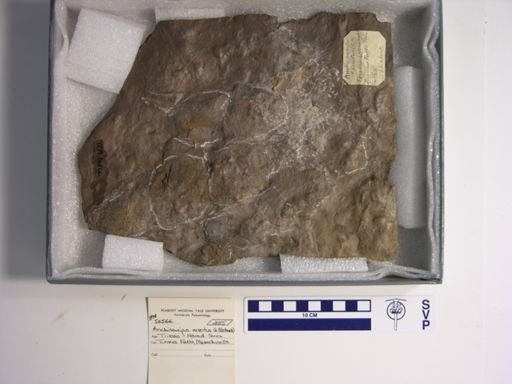 Anchisauripus exsertus