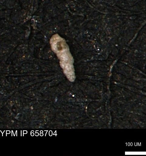 Verneuilinoides kansasensis