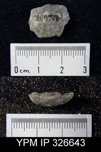 Leptaena nitens