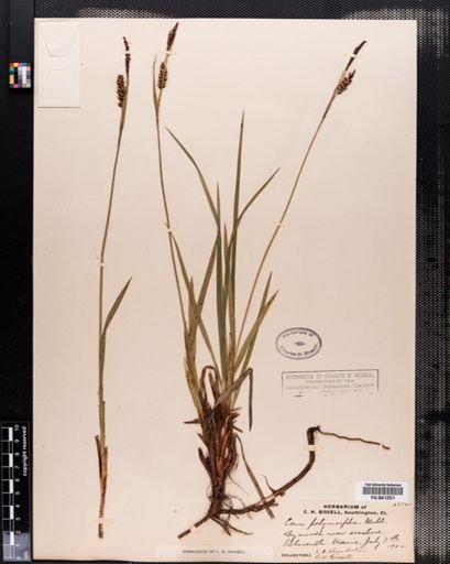 Carex polymorpha